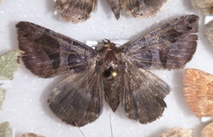 Bastilla arcuata