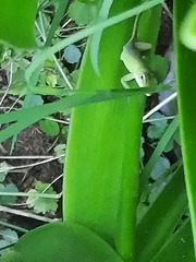 Anolis carolinensis