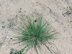 Cleistogenes squarrosa