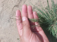 Cleistogenes squarrosa