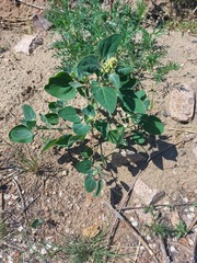 Chenopodium acuminatum