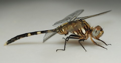 Orthetrum brachiale
