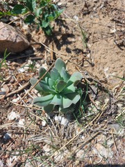 Orostachys malacophylla