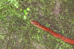 Oreocryptophis porphyraceus