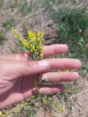 Melilotus officinalis