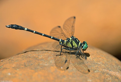 Microgomphus souteri