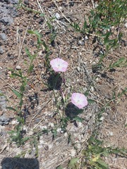Convolvulus arvensis