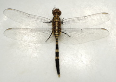 Orthetrum brachiale