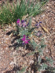 Oxytropis lanata