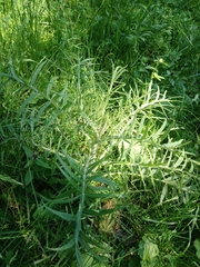 Cirsium decussatum