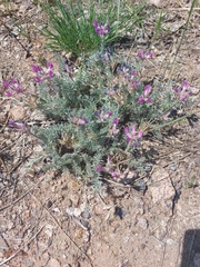 Oxytropis lanata