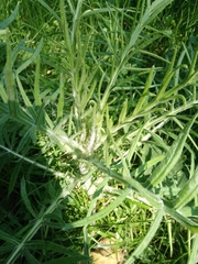 Cirsium decussatum