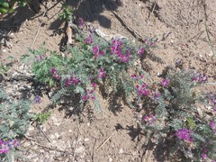 Oxytropis lanata