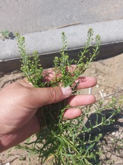 Lepidium apetalum