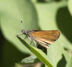 Piruna pirus