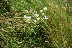 Galium papillosum