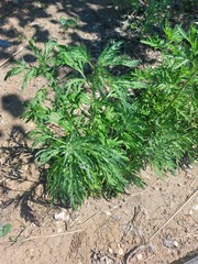 Artemisia sieversiana