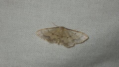 Idaea politaria