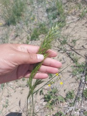 Achnatherum sibiricum