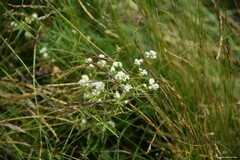 Galium papillosum