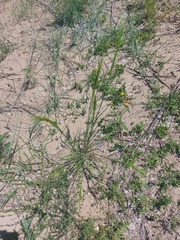 Achnatherum sibiricum