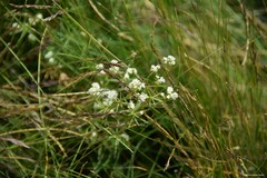 Galium papillosum