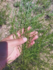 Artemisia scoparia