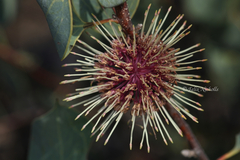 Hakea petiolaris