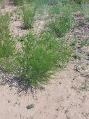 Artemisia scoparia