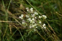 Galium papillosum