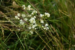 Galium papillosum