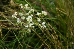 Galium papillosum