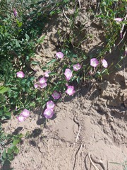 Convolvulus arvensis