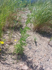 Artemisia annua