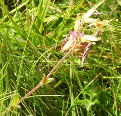 Cerastium ramosissimum