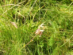 Cerastium ramosissimum