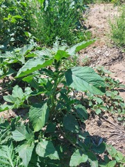 Amaranthus retroflexus