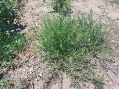 Lepidium apetalum