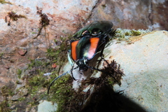 Campsosternus watanabei