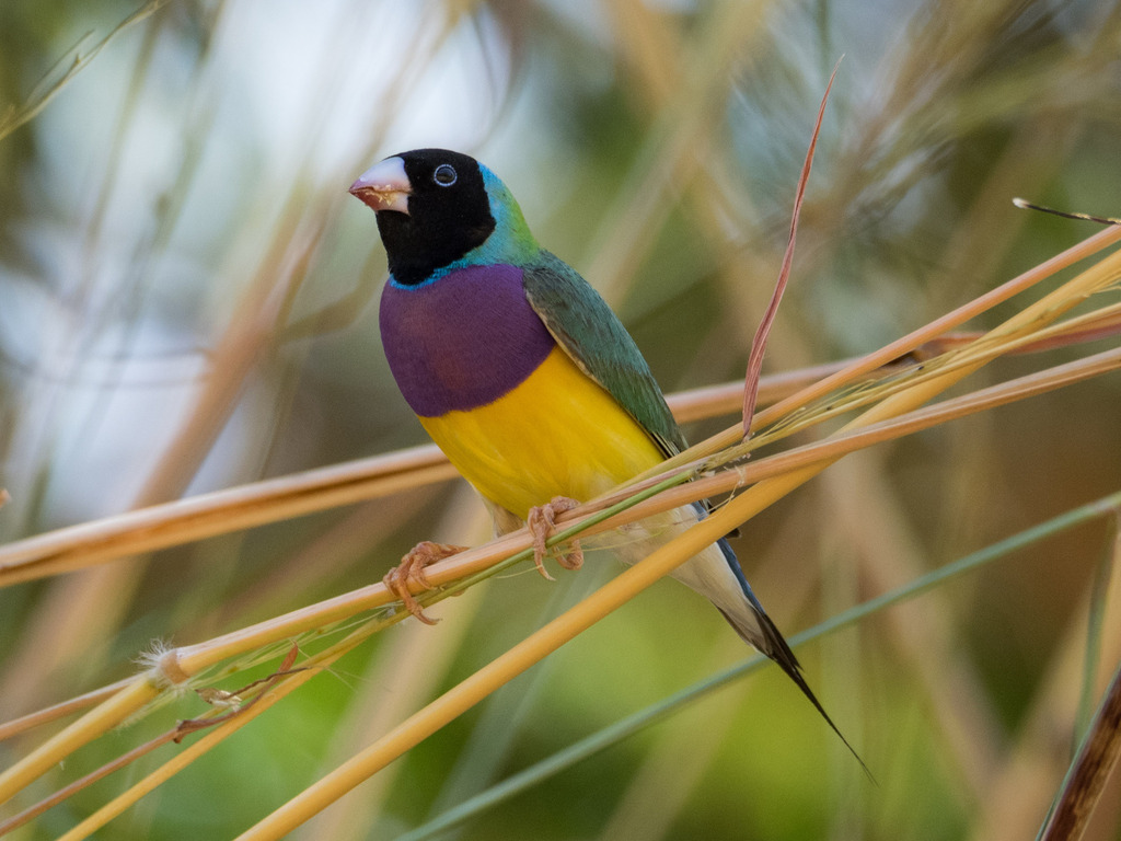 Gouldian Finch