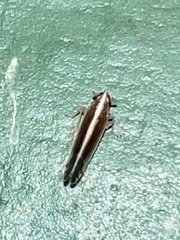 Stenocranus brunneus