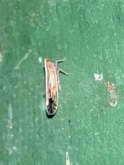 Stenocranus brunneus