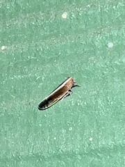 Stenocranus brunneus