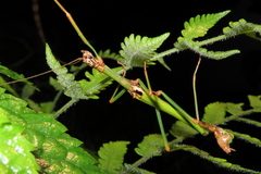 Sinophasma hoenei formosanum