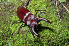 Lucanus formosanus