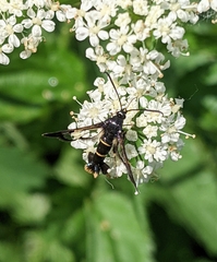 Synanthedon martjanovi