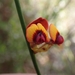 Daviesia triflora - Photo (c) Jordan M,  זכויות יוצרים חלקיות (CC BY-NC), הועלה על ידי Jordan M
