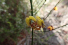 Daviesia triflora