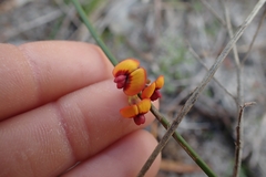 Daviesia triflora