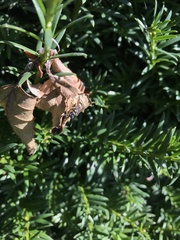 Ancistrocerus parietinus